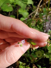 Veronica anagallis-aquatica