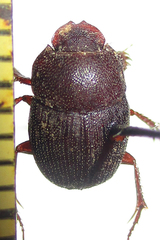 Hamonthophagus depressus
