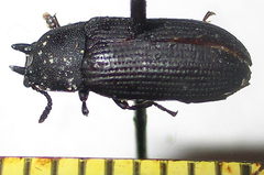 Cryphaeus taurus