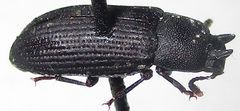 Cryphaeus taurus