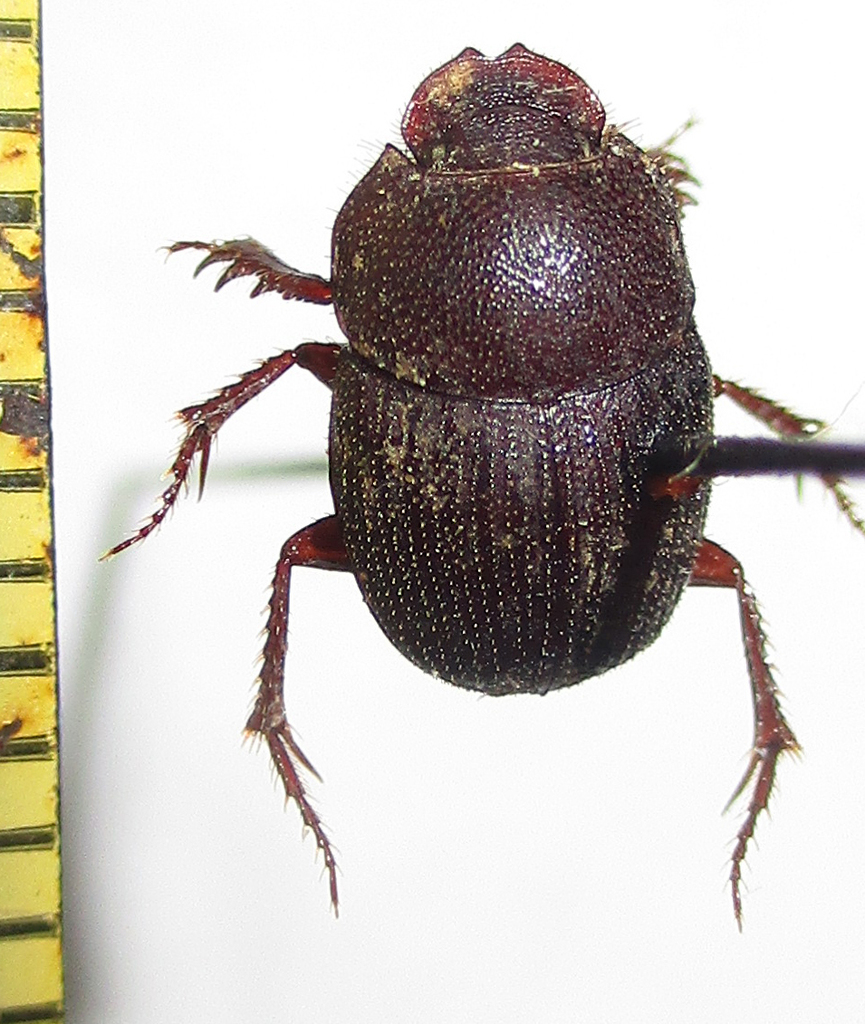 Hamonthophagus depressus