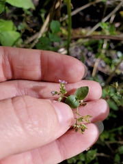 Veronica anagallis-aquatica