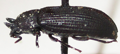 Cryphaeus taurus