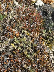 Artemisia hyperborea