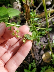 Veronica anagallis-aquatica