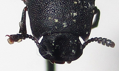 Cryphaeus taurus