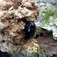 Platydema violacea