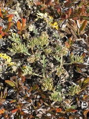 Artemisia hyperborea
