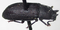 Cryphaeus taurus