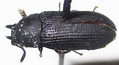 Cryphaeus taurus