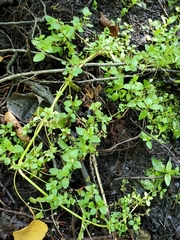 Veronica anagallis-aquatica