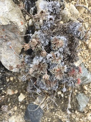 Potentilla subvahliana