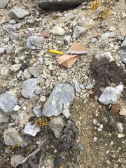 Potentilla subvahliana