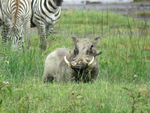 Facóquero (Phacochoerus africanus)