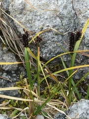 Carex membranacea