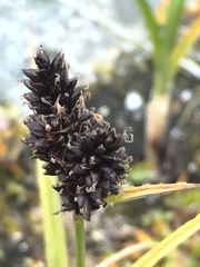 Carex membranacea