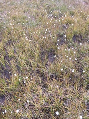 Eriophorum scheuchzeri
