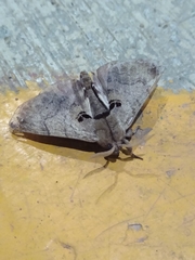 Apatelodes torrefacta