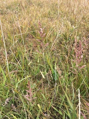 Arctagrostis latifolia