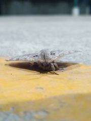 Apatelodes torrefacta