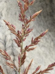 Arctagrostis latifolia
