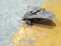 Apatelodes torrefacta