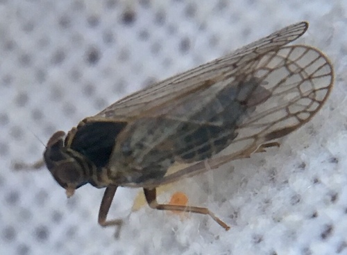 Reptalus panzeri