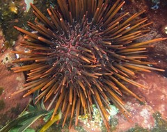 Heliocidaris tuberculata