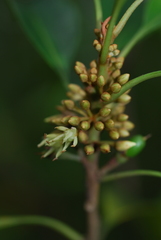 Sideroxylon wightianum