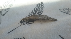 Peribatodes rhomboidaria