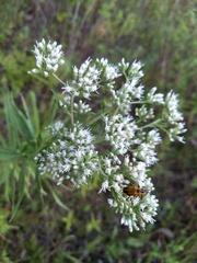 Eupatorium altissimum