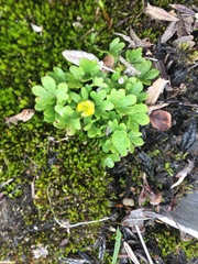 Ranunculus pygmaeus