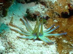 Edwardsianthus sapphirus