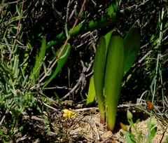 Haemanthus amarylloides polyanthus