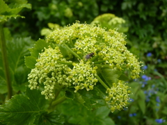 Smyrnium olusatrum