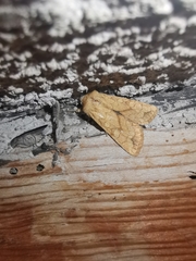 Pyrrhia exprimens