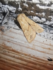 Pyrrhia exprimens