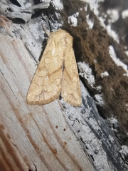 Pyrrhia exprimens