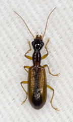 Leptotrachelus