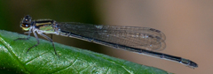 Enallagma cardenium