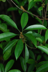 Sideroxylon wightianum