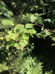 Lonicera hirsuta
