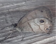 Hermeuptychia harmonia