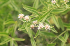 Alternanthera echinocephala