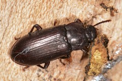 Neatus tenebrioides