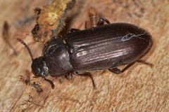 Neatus tenebrioides