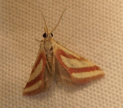 Microtheoris vibicalis
