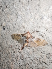 Azochis rufidiscalis