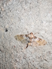Azochis rufidiscalis