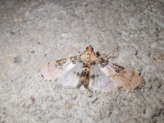 Azochis rufidiscalis